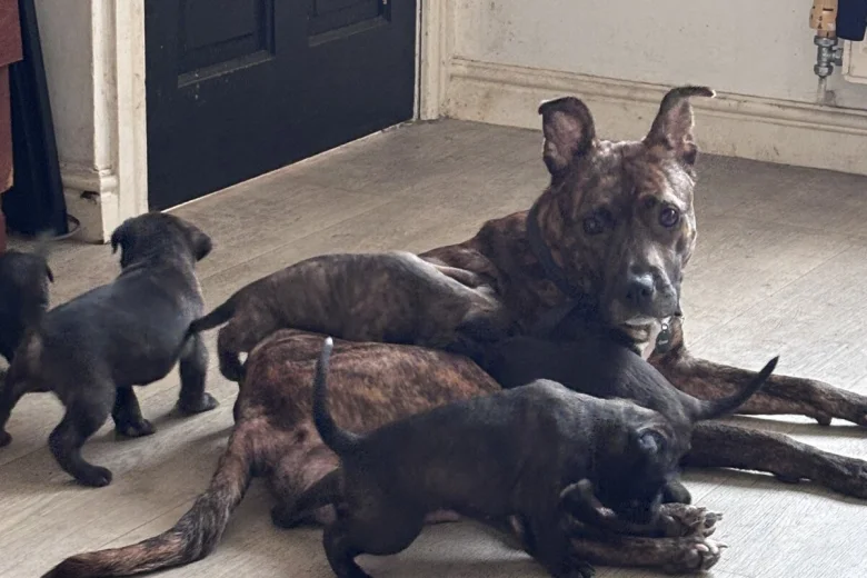 Cane Corso