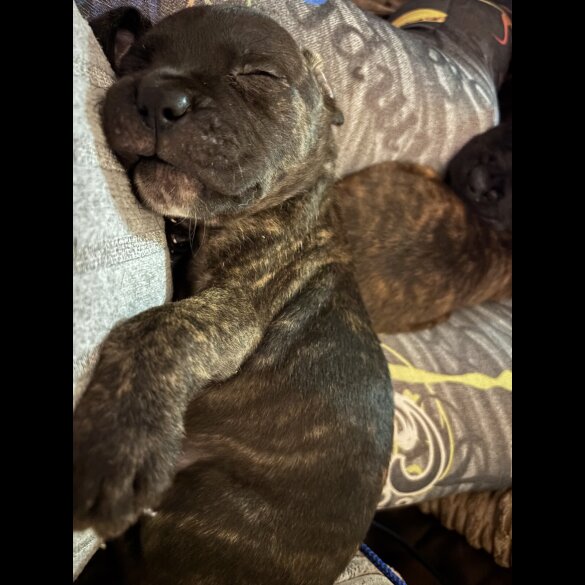 Cane Corso