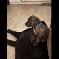 Cane Corso