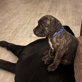 Cane Corso