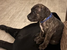 Cane Corso