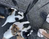 Jack Russell