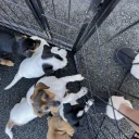 Jack Russell