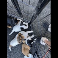 Jack Russell