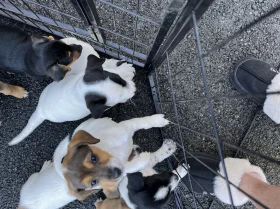 Jack Russell