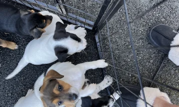 Jack Russell