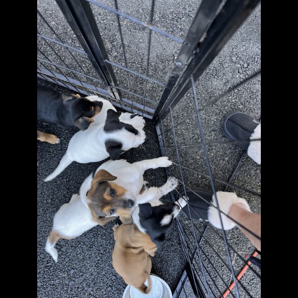 Jack Russell