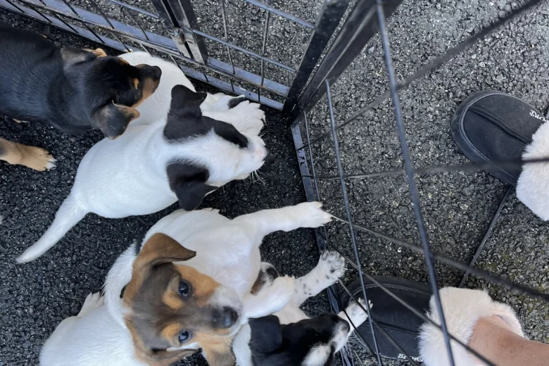 Jack Russell