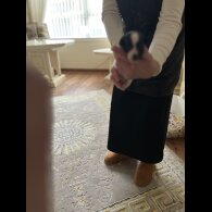 Jack Russell