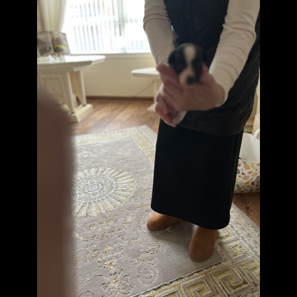 Jack Russell