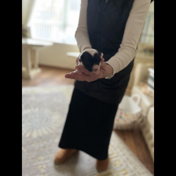 Jack Russell
