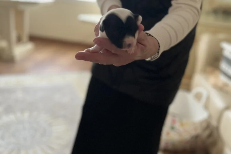 Jack Russell