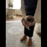 Jack Russell