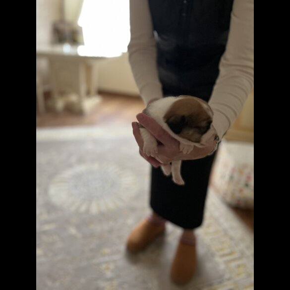 Jack Russell