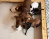 Jack Russell
