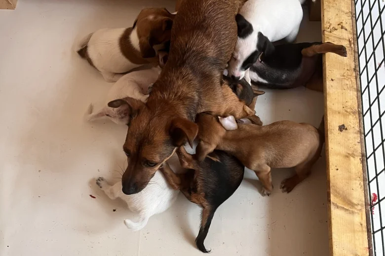 Jack Russell