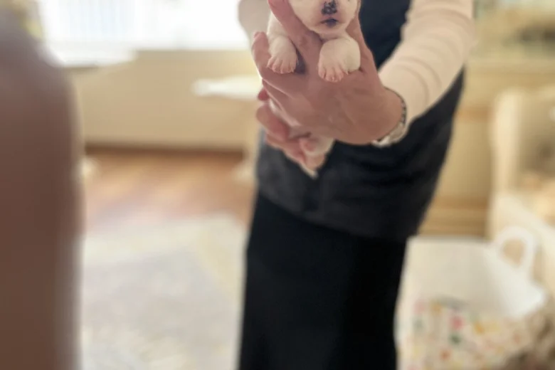 Jack Russell