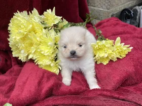 Pomeranian