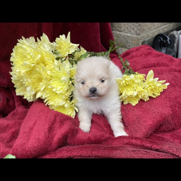 Pomeranian