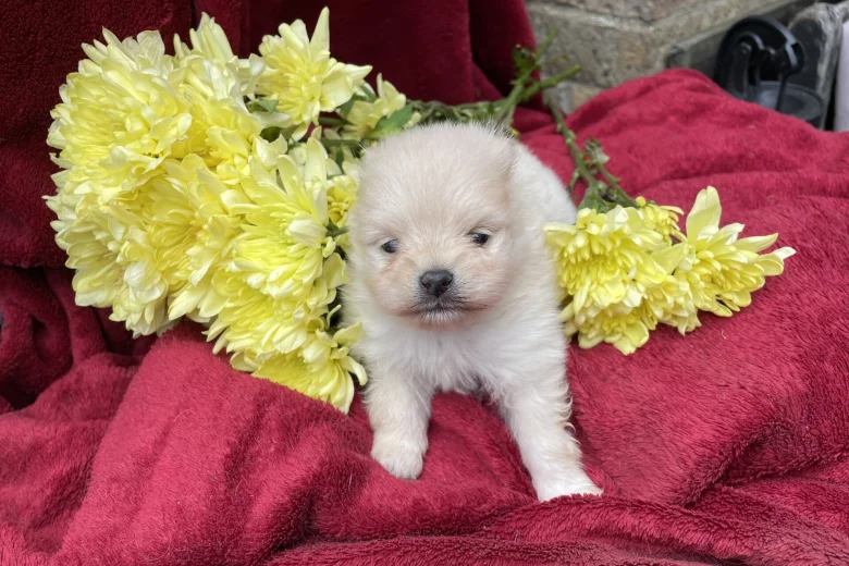 Pomeranian