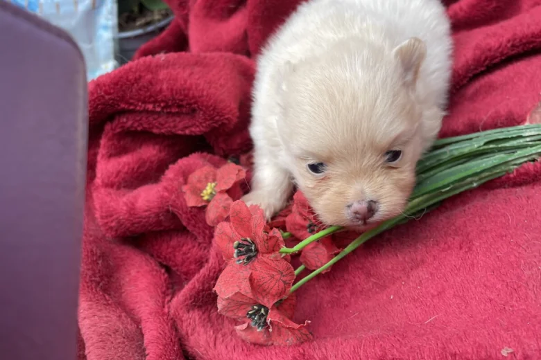 Pomeranian