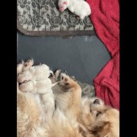 Pomeranian