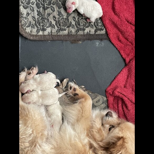 Pomeranian