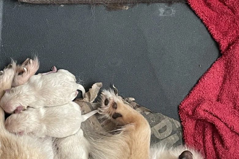 Pomeranian