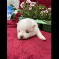 Pomeranian