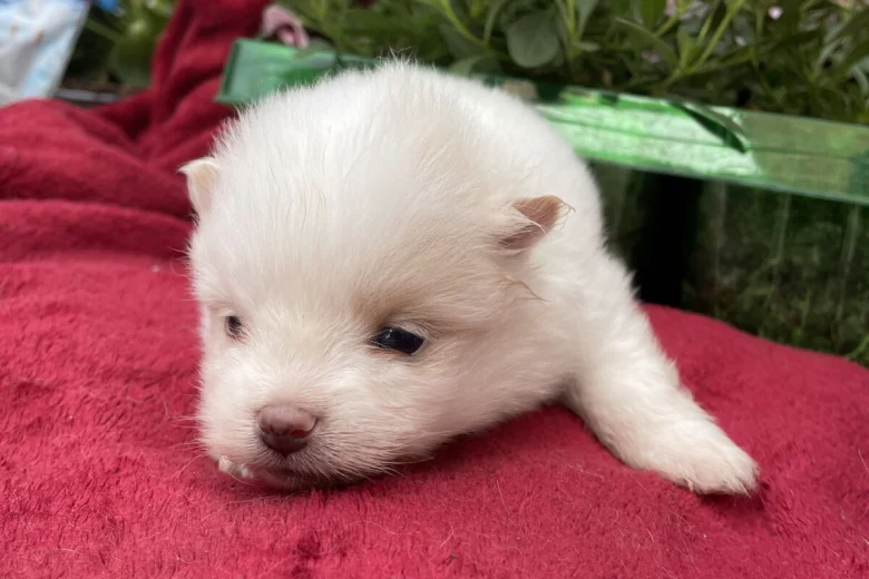Pomeranian
