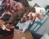 Staffordshire Bull Terrier