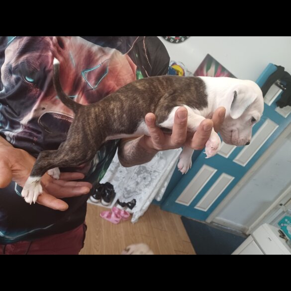 Staffordshire Bull Terrier