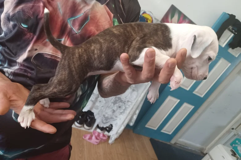 Staffordshire Bull Terrier