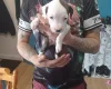 Staffordshire Bull Terrier