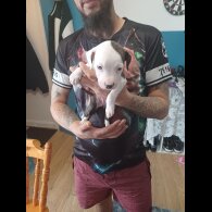 Staffordshire Bull Terrier