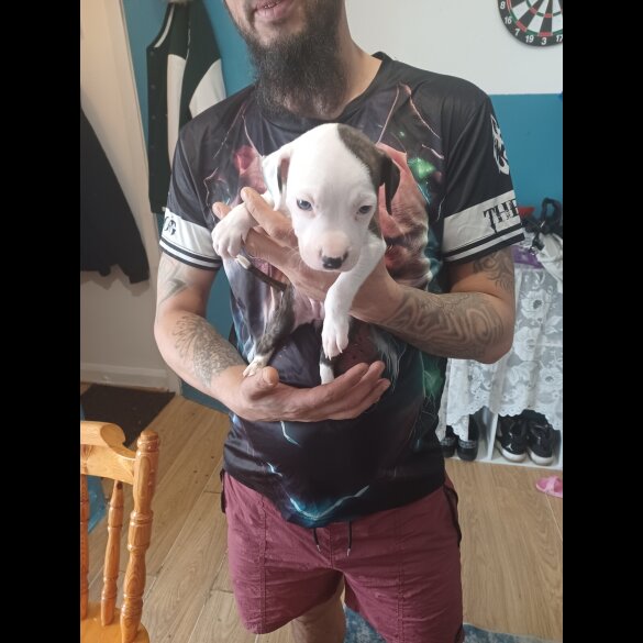 Staffordshire Bull Terrier