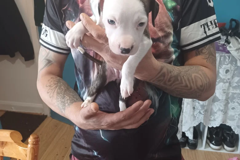 Staffordshire Bull Terrier