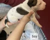 Staffordshire Bull Terrier