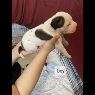 Staffordshire Bull Terrier