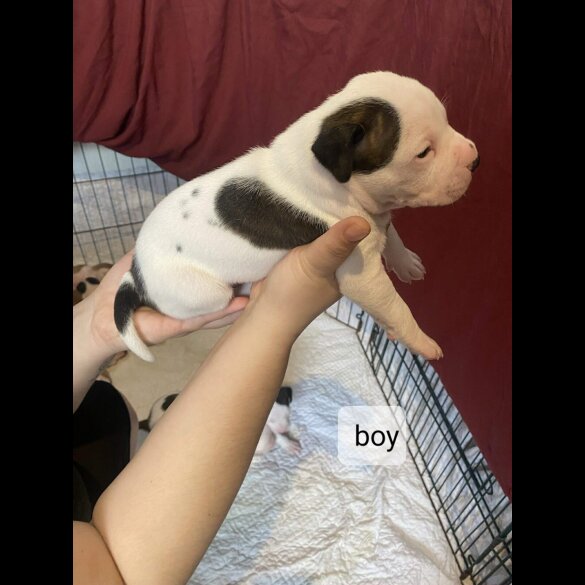 Staffordshire Bull Terrier