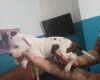 Staffordshire Bull Terrier