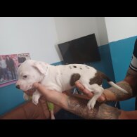 Staffordshire Bull Terrier