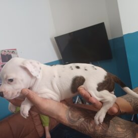 Staffordshire Bull Terrier