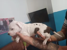 Staffordshire Bull Terrier
