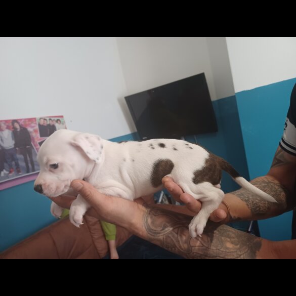 Staffordshire Bull Terrier