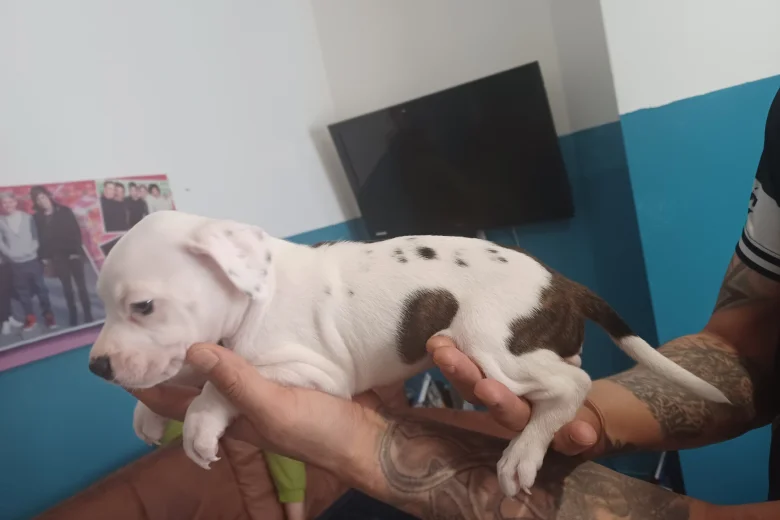 Staffordshire Bull Terrier