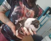 Staffordshire Bull Terrier