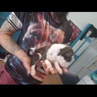 Staffordshire Bull Terrier