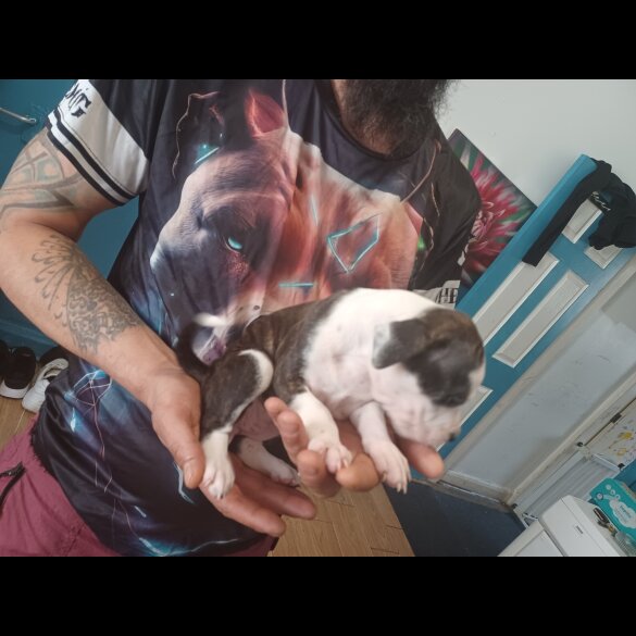 Staffordshire Bull Terrier