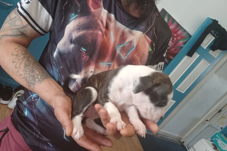 Staffordshire Bull Terrier